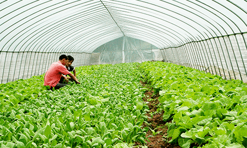 Agricultural Greenhouse Film with PO Coating
