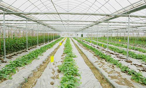 Agricultural Greenhouse Film